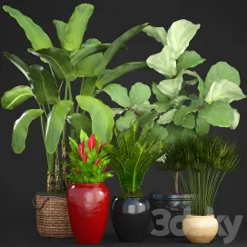 Collection of plants